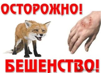 Осторожно, бешенство!