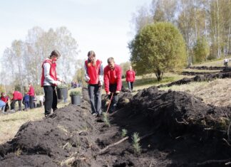 Более двух тысяч кедров посадили «Навигаторы детства» в Алтайском крае